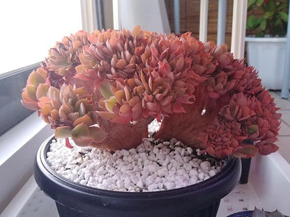 2.4lb Succulent and Cactus Bonsai DIY Rocks, White Gravel for Terrarium, Fairy Gardening, Top Dressing, Mini White Rocks