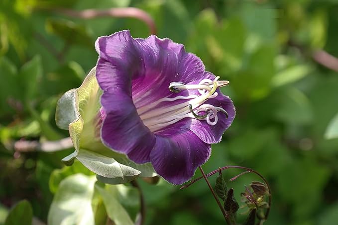 20+ Seeds Cathedral Bells (Cup and Saucer Vine, Cobaea) - Flower Mix