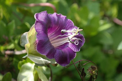 20+ Seeds Cathedral Bells (Cup and Saucer Vine, Cobaea) - Flower Mix