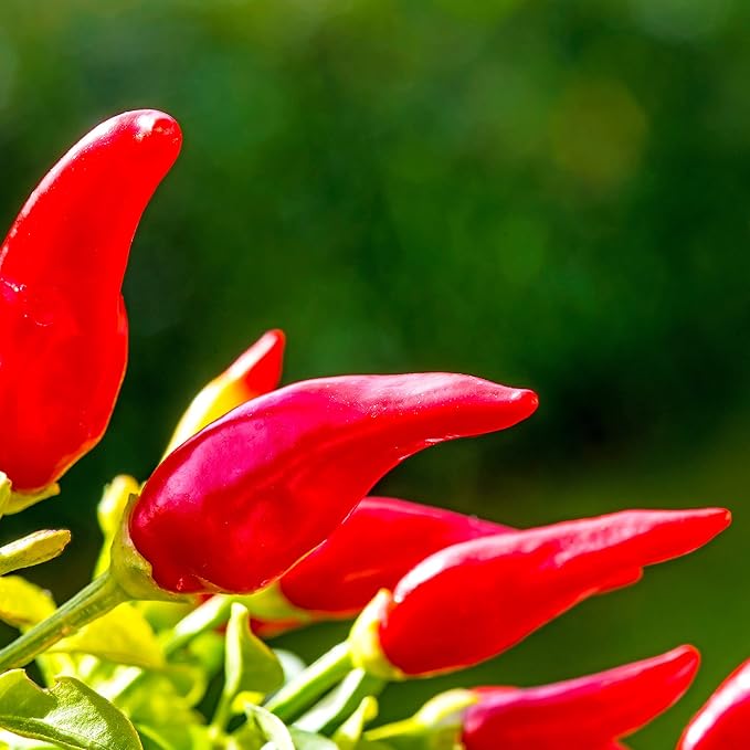 Pepper Seeds - Hot - Fresno Chili - 0.25 Oz ~1,250 Seeds - Non-GMO, Heirloom, Open-Pollinated - Capsicum annuum for Farm Home & Garden - Annual Vegetable Seeds, Perfect for Planting and Growing
