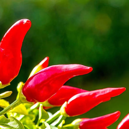 Pepper Seeds - Hot - Fresno Chili - 0.25 Oz ~1,250 Seeds - Non-GMO, Heirloom, Open-Pollinated - Capsicum annuum for Farm Home & Garden - Annual Vegetable Seeds, Perfect for Planting and Growing