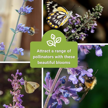 Sow Right Seeds - Catmint Seeds for Planting - Perennial Cat Mint Plant - Easy to Grow Nepeta for Attractive Garden - Ideal for Pollinators - Heirloom Non-GMO Variety - Indoor or Outdoor Growing (4)