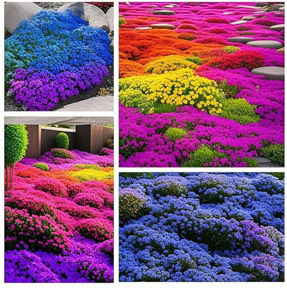 15500+ Mix Magic Perennial Creeping Thyme Seeds for Planting, Thymus Serpyllum Heirloom, Ground Cover Plants