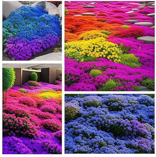 15500+ Mix Magic Perennial Creeping Thyme Seeds for Planting, Thymus Serpyllum Heirloom, Ground Cover Plants