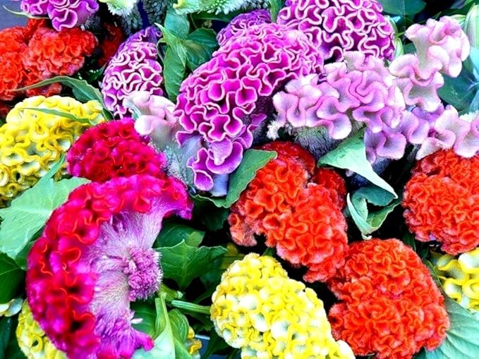Celosia Seed Mix Celosia Cristata Cockscomb Woolflowers About 200 Seeds for Planting