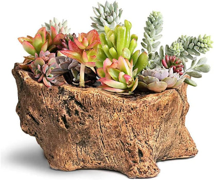 Dahlia Driftwood Stump Log Concrete Planter/Succulent Pot/Plant Pot, 5.0L x 4.5W