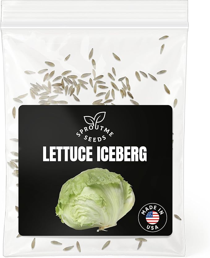 Iceberg Lettuce Seeds for Planting – 500+ Non-GMO Heirloom Crisphead Lettuce Seeds (Lactuca Sativa)