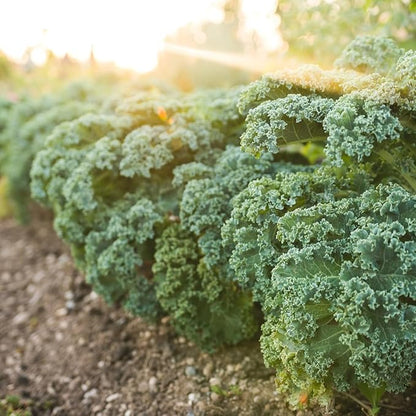 Dwarf Siberian Kale Seeds for Planting – Plant & Grow Heirloom Non-GMO Dwarf Siberian Kale in Home Outdoor Vegetable Garden, Brassica Napus – 2 Packets