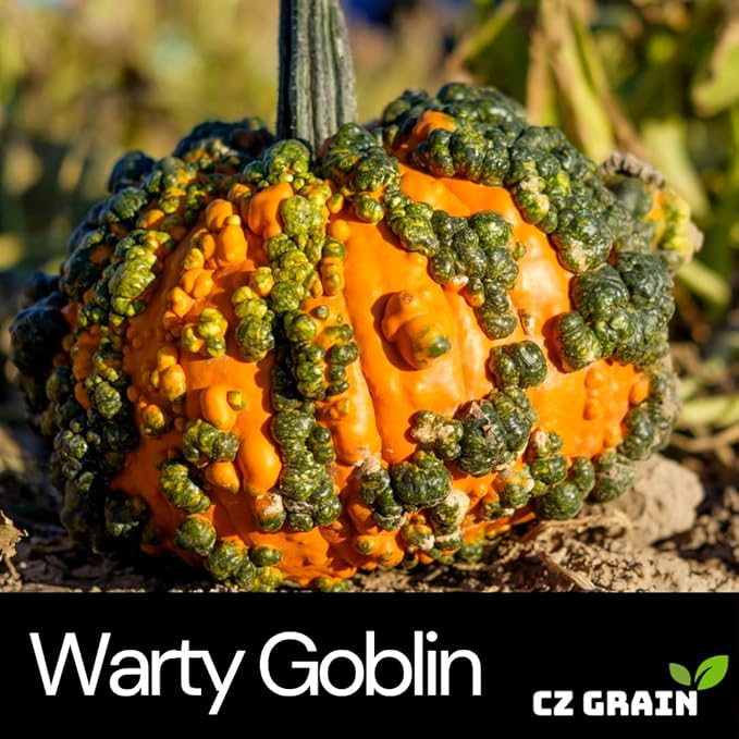 Warty Goblin Pumpkin Seeds – 10 Heirloom Seeds for Planting, Unique Warty Texture, Bright Orange, Small-Medium Size, Perfect for Halloween Decor and Fall Garden Fun