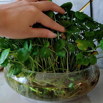 Lotus Bowl Planter Glass Lotus Bowls for Planting in Water Indoors Bonsai Pots No Drainage Hole Hydroponic Aquatic Plants Terrarium Fish Bowl Medium
