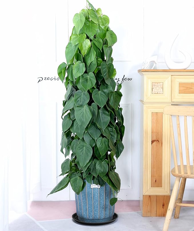 Black Plant Saucer 20 Inches for Indoors/Outdoors, 3 Packs Bonsai Planter Pot Saucer 18 Inches Base Extra Large Plant Trays for Pots.