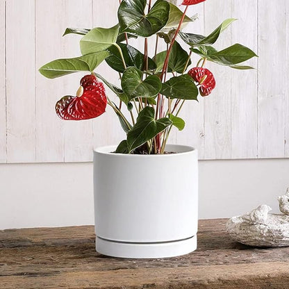 Ceramic Plant Saucer Pot Tray 12 Inch, Planter Saucers 4 5 6 7 8 9 10 11 12 Inch for Indoors Outdoor, Durable Sturdy Flower Drainage Tray for Glazed Pots Base (12.5 Inch-White)