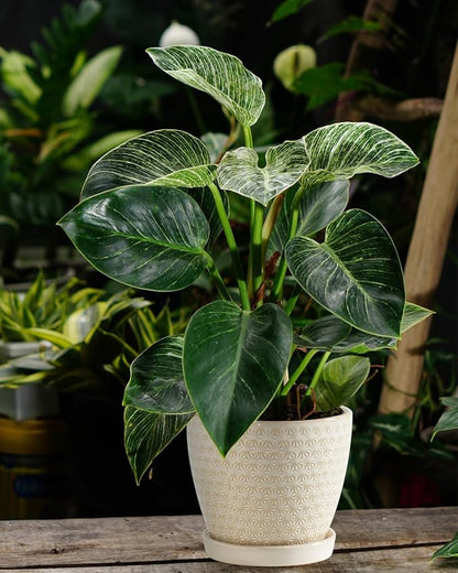 Plant Pots, Flower Pots, Planters for Indoor Plants(6.5+5.5inch), Flower Pots for Indoor Plant with Drainage Hole and Saucer, Ceramic Pots for Plants with Hole Mesh Pad,Reactive Glaze White