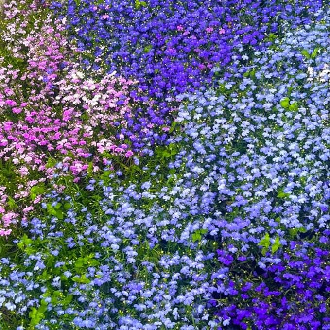 5200+ Perennial Mixed Lobelia Seeds for Planting-Non-GMO Heirloom Lobelia Ground Cover Flowers Great for Hanging Baskets, Pots and Containers