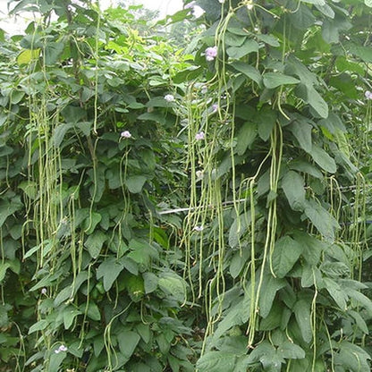 MOCCUROD 30+ Yard Long Bean Seeds Asian Vegetable Long Bean String Beans Productive USA