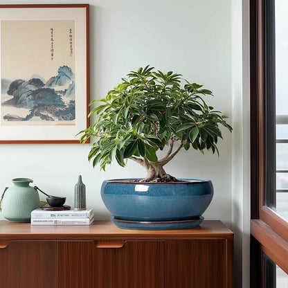SQOWL Bonsai Tree Pots - 12 Inch Ceramic Succulent Pots, Large Shallow Planter with Drainage Hole and Saucer, Bowl Round Planters for Indoor Outdoor Plants, House Decor, House Warming Gifts, Blue