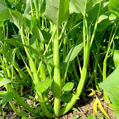 2000+ Kong Xin CAI Vegetable Seeds Water Spinach Kangkong Delicious Vegetable Seeds for Green Leaf Planting Garden Non-GMO Choy Ong Seed