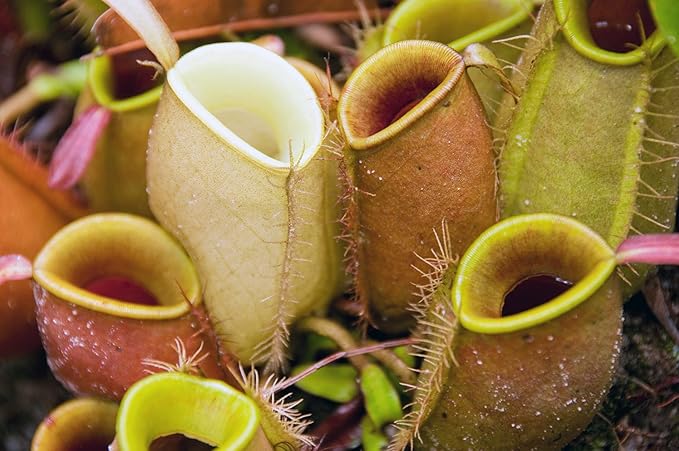 Carnivorous Plant Soil Mix for Repotting 4 QT, All Natural Ingredients Great for Venus, Sundews, and Pitcher Plants