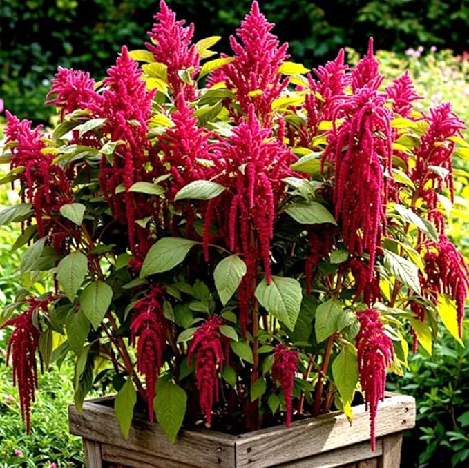 500PCS Amaranth Seeds Red Garnet Love Lies Bleeding Autumn Flower Garden Heirloom Seeds
