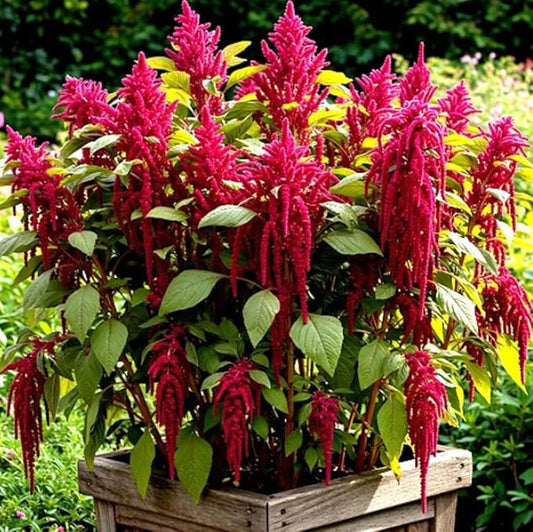 500PCS Amaranth Seeds Red Garnet Love Lies Bleeding Autumn Flower Garden Heirloom Seeds