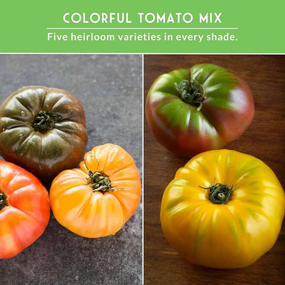 Colorful Heirloom Tomato Seeds – 5 Variety Pack with Rare Non-GMO Tomatoes for Planting | Black Krim, Cherokee Purple, Hillbilly, Aunt Ruby’s Green, Great White - Survival Garden Seeds