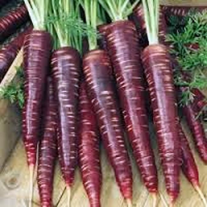 Carrot, Purple Haze, Hybrid, 500 Seeds, Unusual Delicious and Sweet