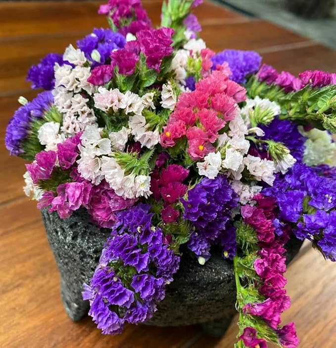 Wavyleaf Sea Lavender (Limonium, Statica) Mix Seeds Annual Flowers Herbs for Planting Non GMO 80 Seeds