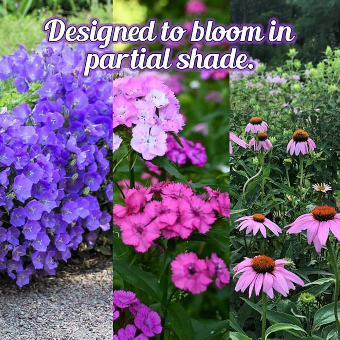 BBB Seed Partial Shade Wildflower Seeds - 1 oz Packet, Open-Pollinated Wildflower Seed Mix, No Fillers, Annual, Perennial Wildflower Seeds for Planting Year Round - 1 oz