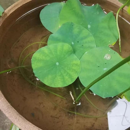 5.5 LBS Pond Plant Potting Media, Nutrient-Rich Aquatic Soil for Water Gardens, Supports Strong Root Growth