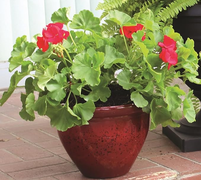 The HC Companies 12 Inch Pizzazz Round Planter Pots with Ceramic Look, Lightweight UV-Resistant Plastic Indoor & Outdoor Planters, 2-Pack Flower Pots for Garden & Home Decor, Warm Red