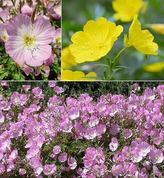 200+ Mix Showy Evening Primrose Seeds Flowers Garden Planting