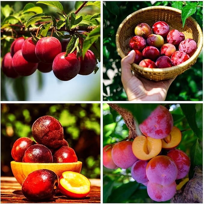 150+ Wild Perennial Plum Trees Fruit Seeds for Planting Outdoors-Organic Native Prunus Seeds European Non-GMO Heirloom Fruit Trees Seed for Garden Home Outdoor