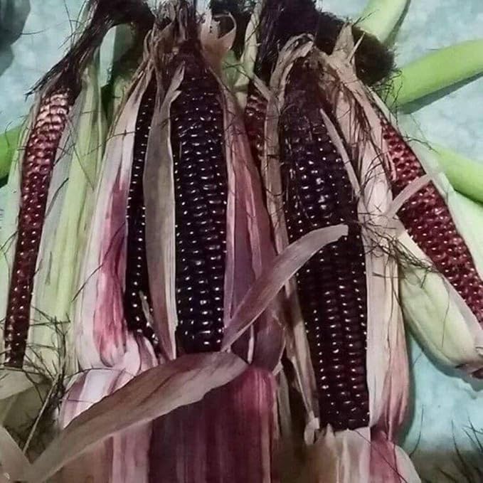 25 Seeds Bap NEP Tim deo Glutinous Sticky Seeds Rare find Asian bap NEP Thai deo ngon tuyet VOI F1 Hybrid Purple Waxy Sticky Rice Corn Purple glutinous Rice Corn 25 Seeds 紫糯玉米