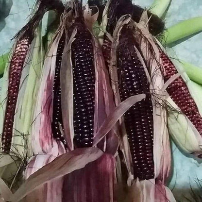 25 Seeds Bap NEP Tim deo Glutinous Sticky Seeds Rare find Asian bap NEP Thai deo ngon tuyet VOI F1 Hybrid Purple Waxy Sticky Rice Corn Purple glutinous Rice Corn 25 Seeds 紫糯玉米