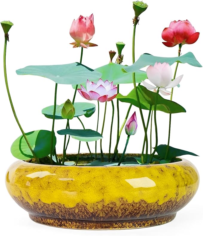 Lotus Bowl Planter - 7.3 Inch Large Lotus Flower Bowl for Water Plants, Ceramic Hydroponic Planter Water Lily Bowl for Planting Aquatic and Indoor Succulent Plants and Bonsai