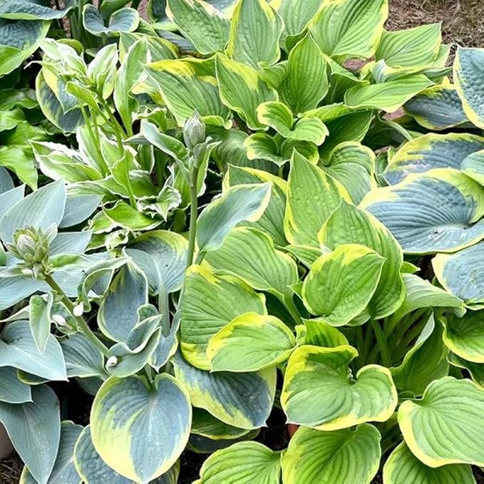 50+ Mixed Rare Hosta Seeds Plantain Lily Hosta plantaginea Flowers Garden Planting