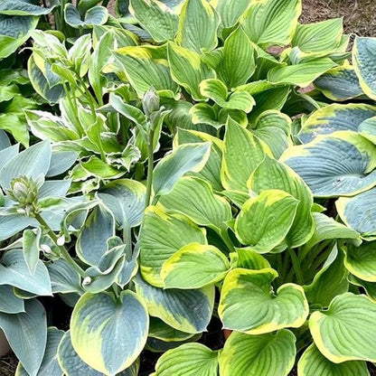 50+ Mixed Rare Hosta Seeds Plantain Lily Hosta plantaginea Flowers Garden Planting