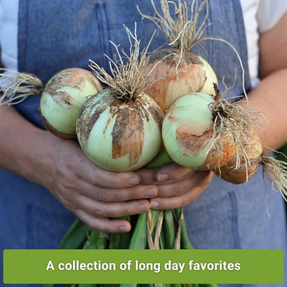 Sow Right Seeds - Long Day Onion Seed Collection for Planting - Yellow Sweet Spanish, Ringmaster, Ruby Red, Ailsa Craig, Walla Walla - Non-GMO Heirloom Varieties to Plant a Home Vegetable Garden
