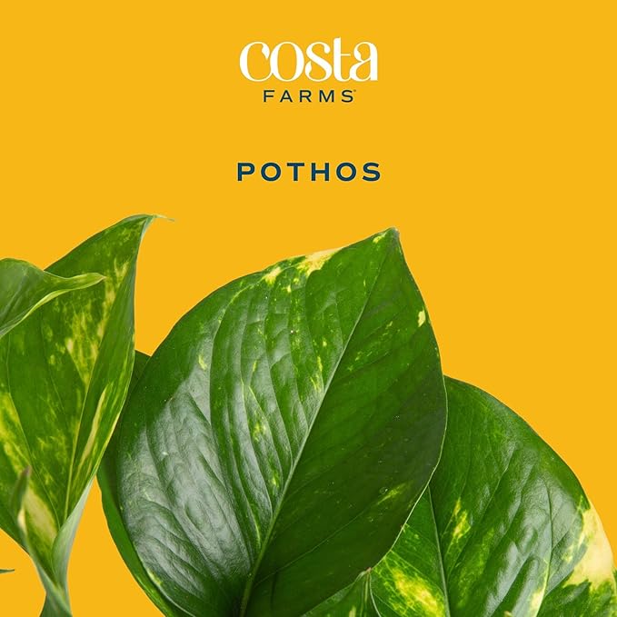 Costa Farms Pothos Live Plants, Devil's Ivy in Plastic Pots, Easy to Maintain, Air Purifying Indoor Houseplants, Home, Room, or Office Decor, House Warming Gift, 8-12 Inches Tall, Pack of 4