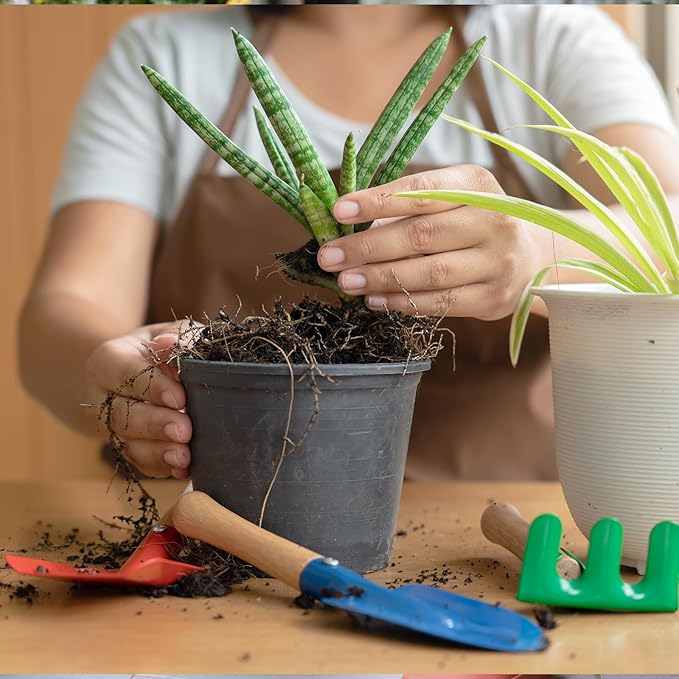 Aloe Vera Potting Soil Mix 4qt, Ready to Use for Seedling and Growing of Aloe Vera Plants or Other Houseplants