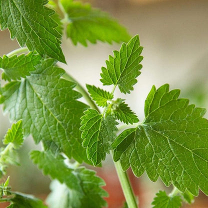 Gaea's Blessing Seeds - Catnip Seeds - Non-GMO Heirloom Seeds Nepata Cataria Open-Pollinated - with Easy to Follow Instructions - 90% Germination Rate Net Wt. 1.1g (Pack of 4)