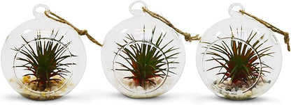 WGV Hanging Terrarium Globe, Width 2.5", Height 3", DIY Air Succulent Planter, Clear Glass Vase Orb with Flat Bottom, Candle Holder for Windowsill Outdoor Garden Decor, 24 Pieces Bulk
