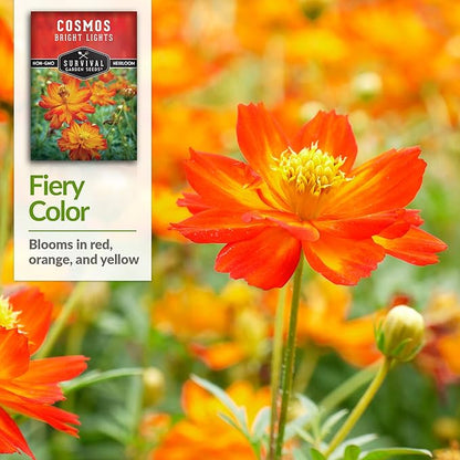 Survival Garden Seeds Bright Lights Cosmos Seed for Planting - 2 Packets with Instructions to Grow Cosmos Sulphureus in Your Home Flower or Vegetable Garden - Non-GMO Heirloom