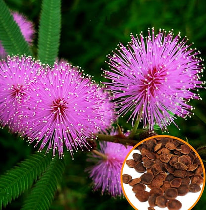 40+ Seeds Mimosa Shy Sensitive Plant Fast Growing - Flower Pink