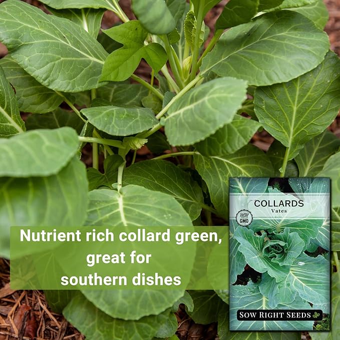 Sow Right Seeds - Vates Collard Greens Seeds for Planting - Non-GMO Heirloom Packet with Instructions to Plant a Home Vegetable Garden - Nutritious and Classic Cooked Southern Greens (1)