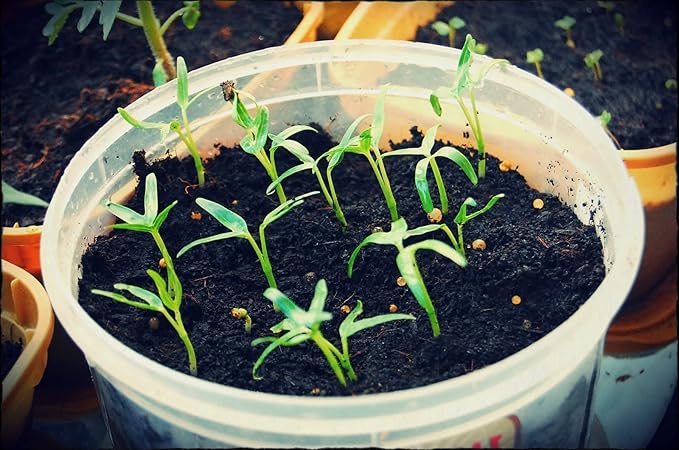 1000 Seeds - Kang Kong Seeds A.k.a. Rau Muong Or Ong Choy Seeds | Kong Xin CAI Seeds for Planting | Kangkong Non-GMO Seeds for A Fresh Vegetable Garden
