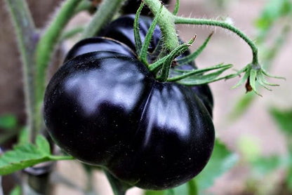 Black Tomato Seeds for Planting 20+ Seeds