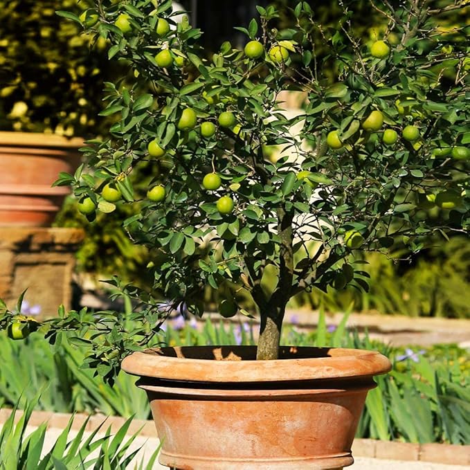 Gardenera's Premium Lime Soil Mix - Fast-Draining Potting Soil for Growing and Repotting Citrus Aurantifolia - 2 Quart