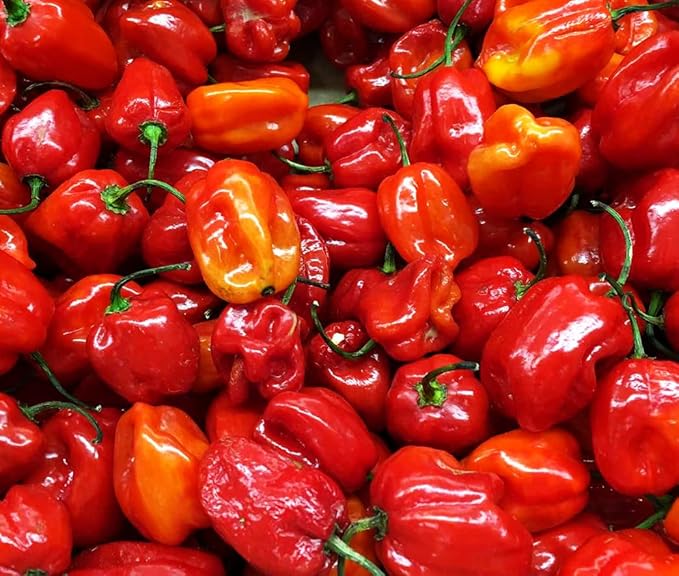 35+ Pcs Hot Pepper Seeds for Planting Ghost Habanero - Mix Ghost Pepper Seeds, Red, Orange, Yellow, Habanero Seeds for Planting in Garden Non GMO, Heirloom Peppers Seeds