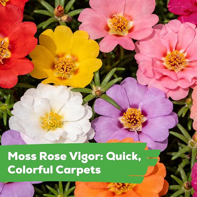 24,000+ Moss Rose Seeds for Planting Annual Flower for Ground Cover, Non-GMO Heirloom Variety, Easy to Grow, Seeds for Planting Outdoors Garden Containers